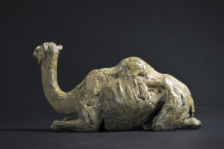 camel sitting by Hamish Mackie