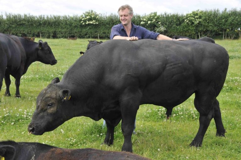 Hamish with Aberdeen Angus bull