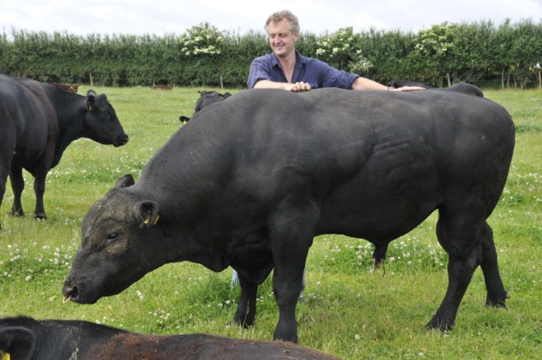 Aberdeen Angus bull with Hamish