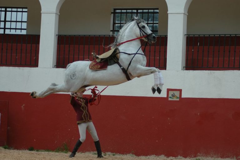 Andalucian stallion leaping in the air