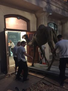 Arranging camel sculpture for exhibition