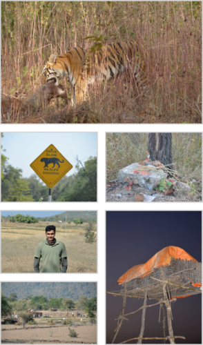 photos of Hamish's trip to study Bengal Tiger