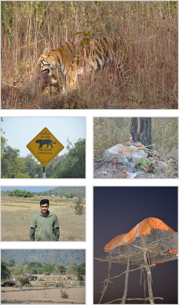 photos of Hamish's trip to study Bengal Tiger