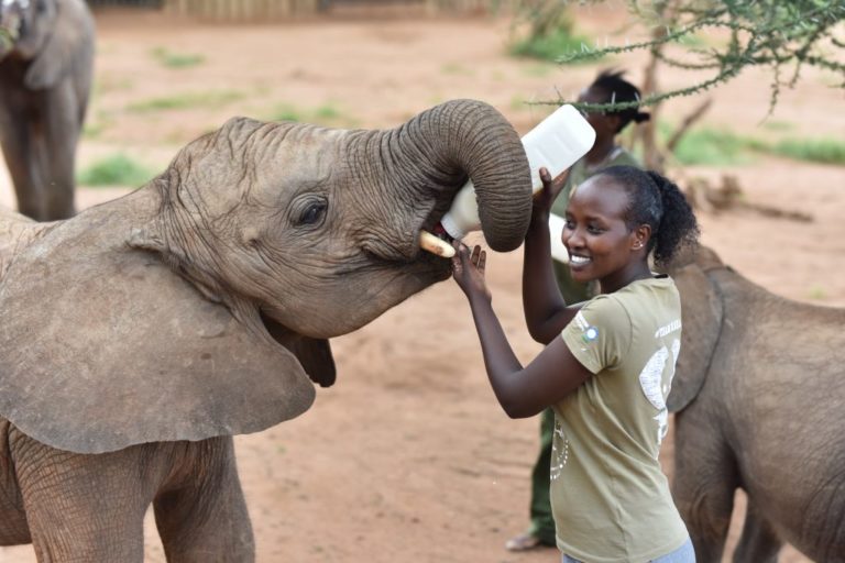 girl feeding baby elephant