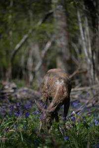 Bronze deer sculpture to be shown at Chelsea Flower Show 2016