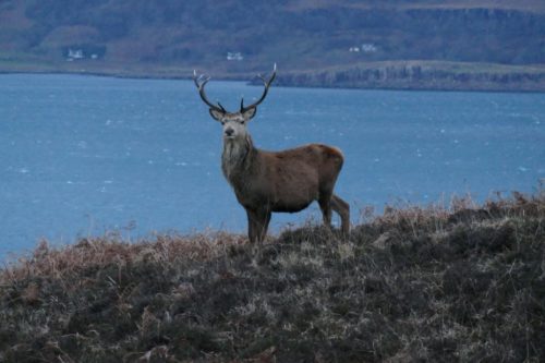 Stag in the wild