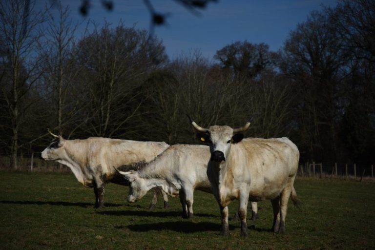 White park cattle