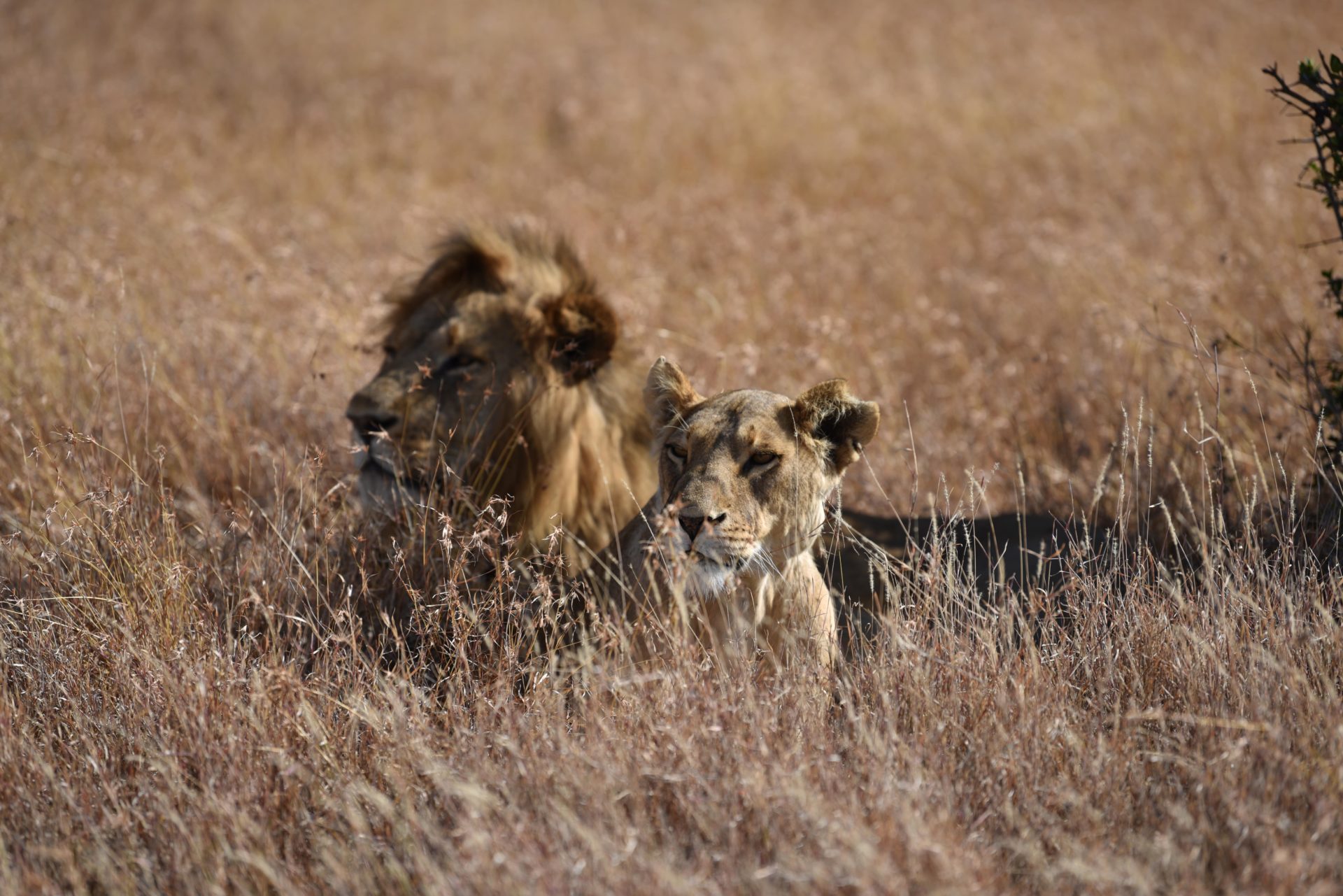 lions in the wild at Lewa