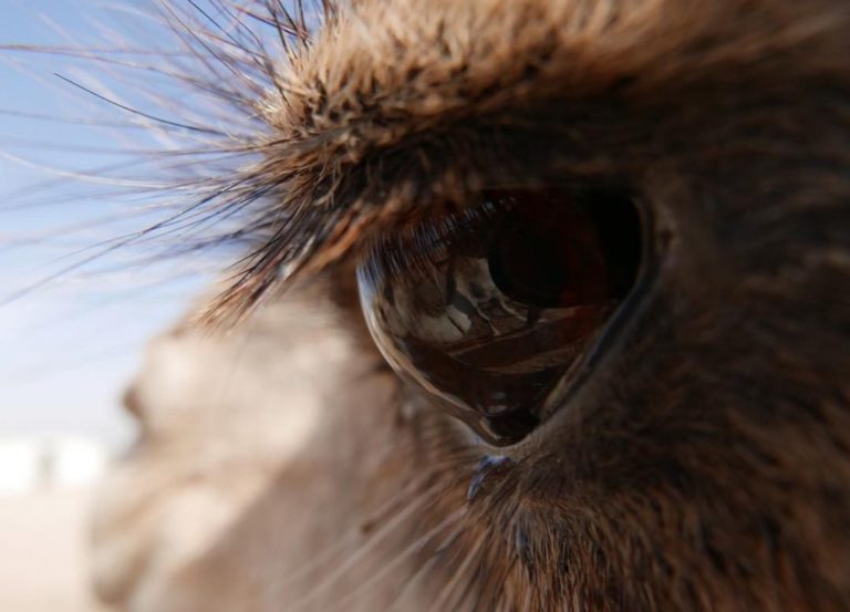 the eye of a camel close up