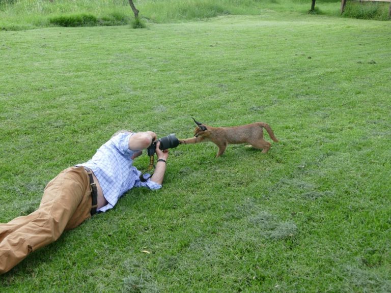 Hamish photographing caracal