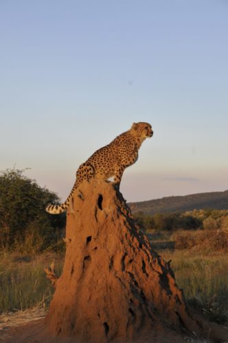 cheetah on a termite mound
