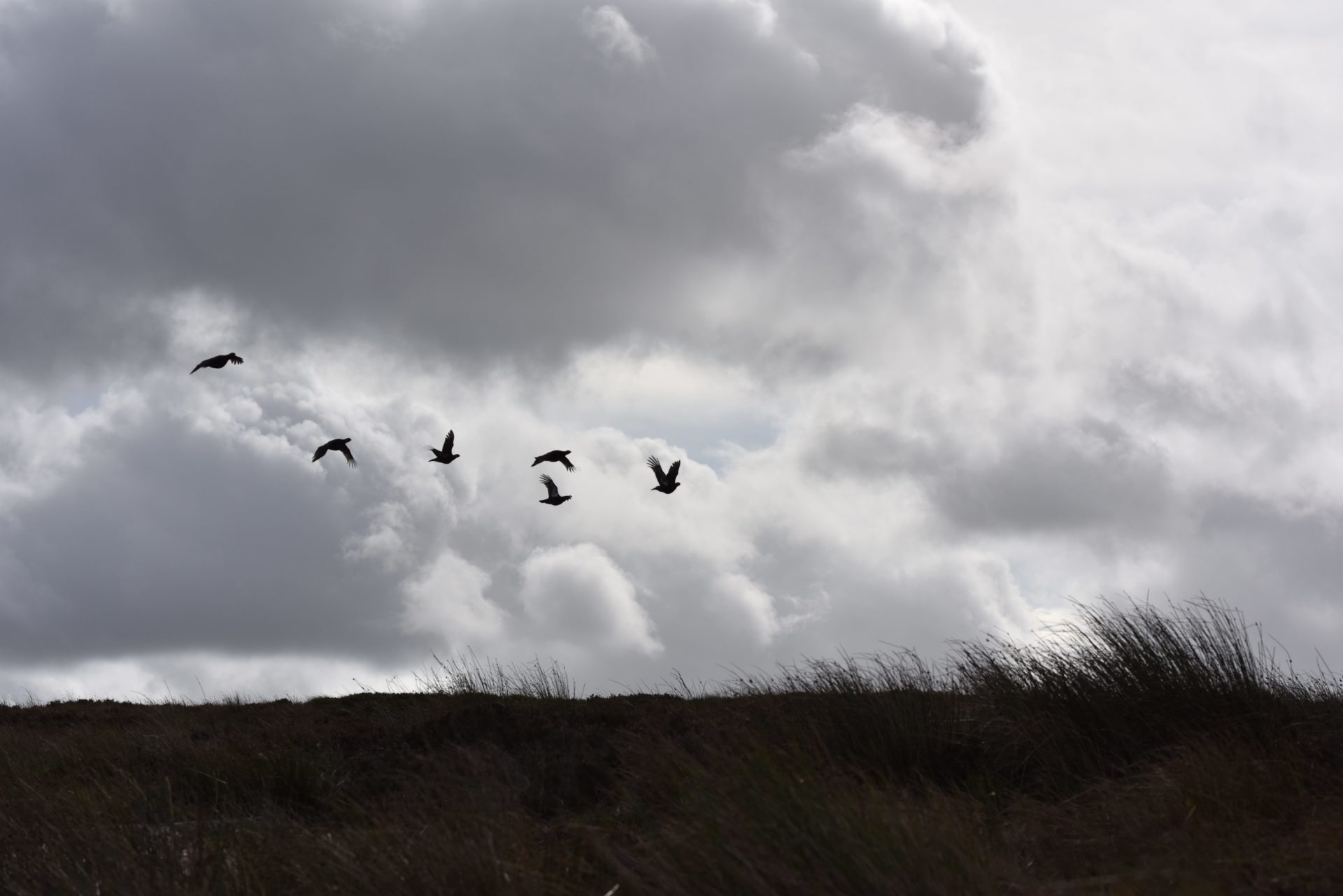 grouse flying in sky