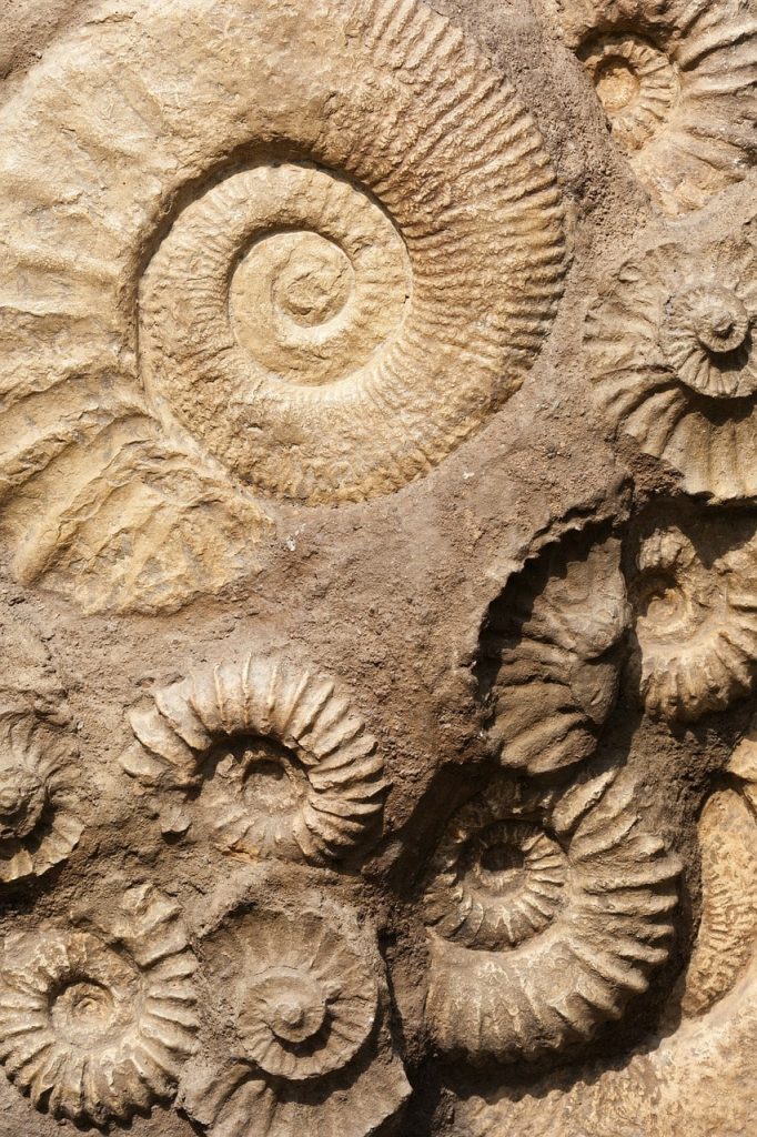 Fosili - Page 9 Fossils-682x1024-1