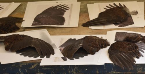 Bird wings used as inspiration for Game Bird Sculptures