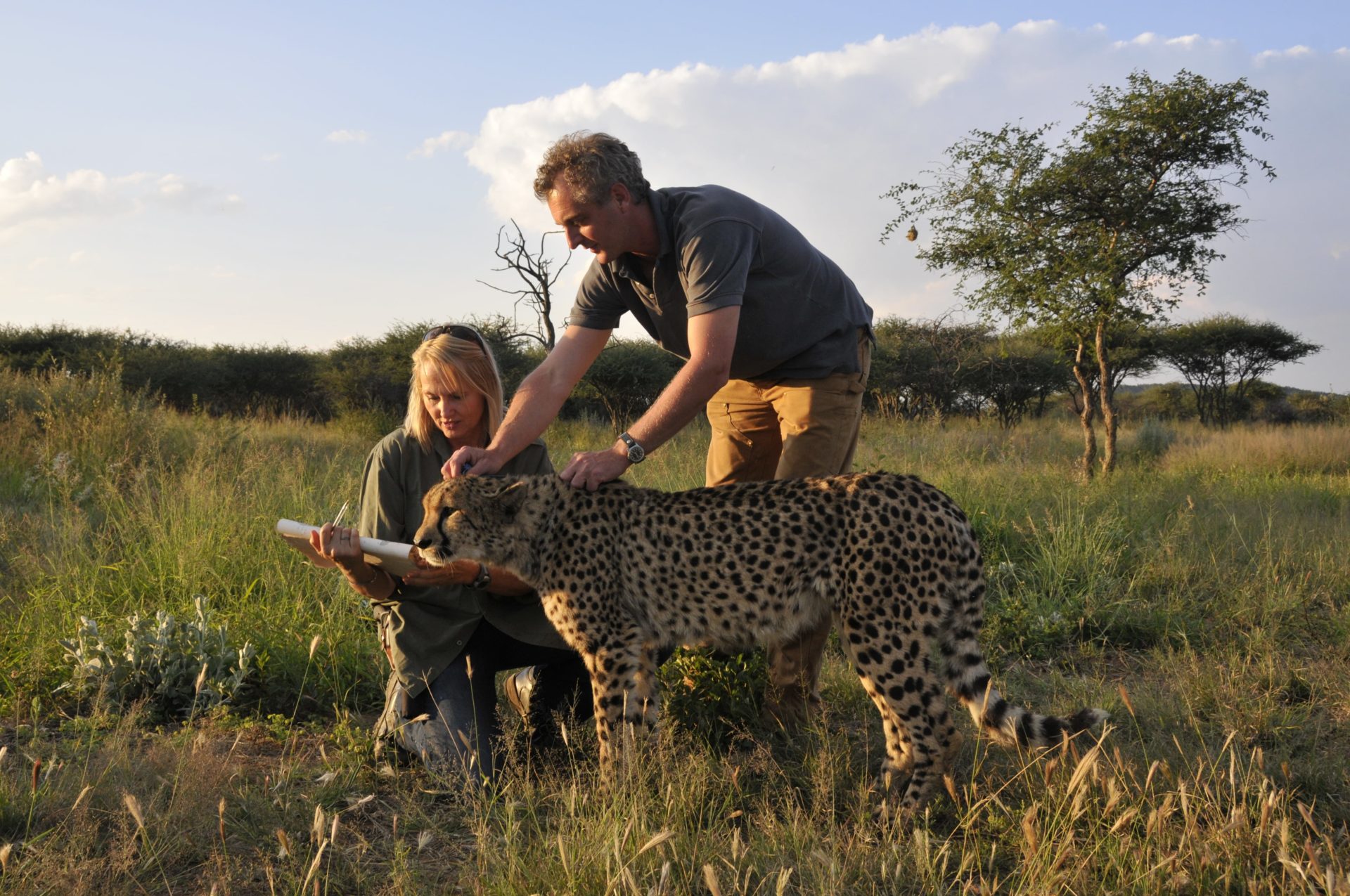 Hamish with wild cheetah
