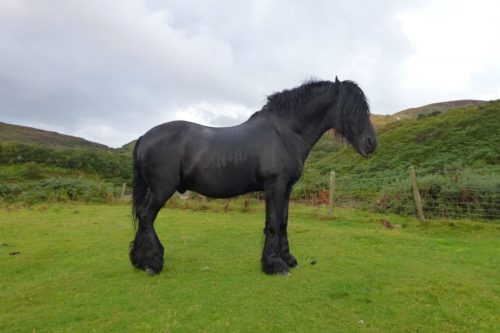A Irish cob horse in a field