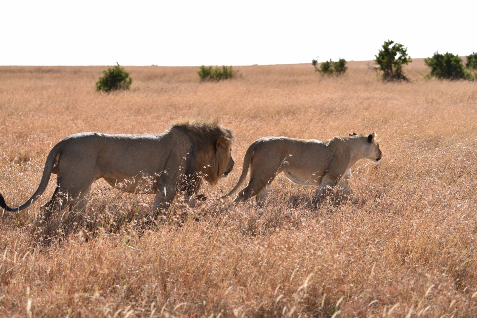 lions in the wild