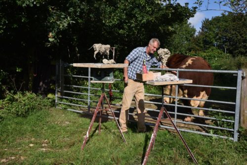 New Sculptures being made of Hereford Bull