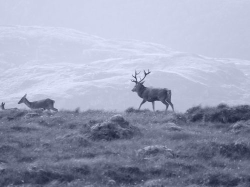 stag on hills in Scotland