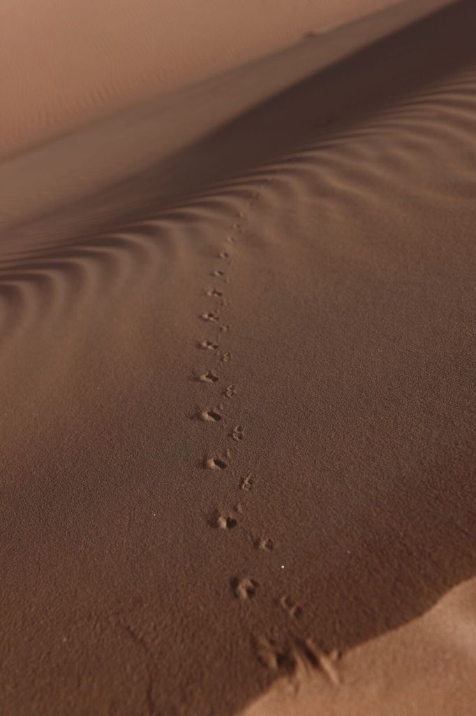 animal tracks across desert landscape