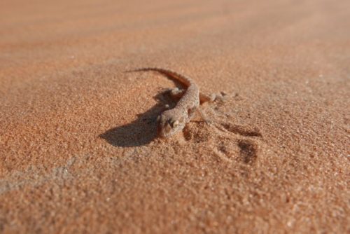 lizard in desert in United Arab Emirates