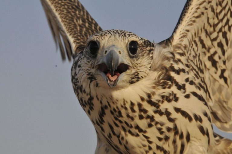 Falcon up close