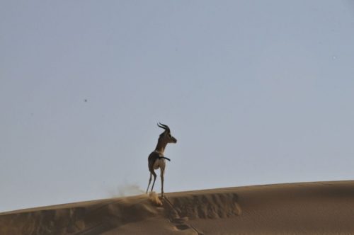 gazelle on dune