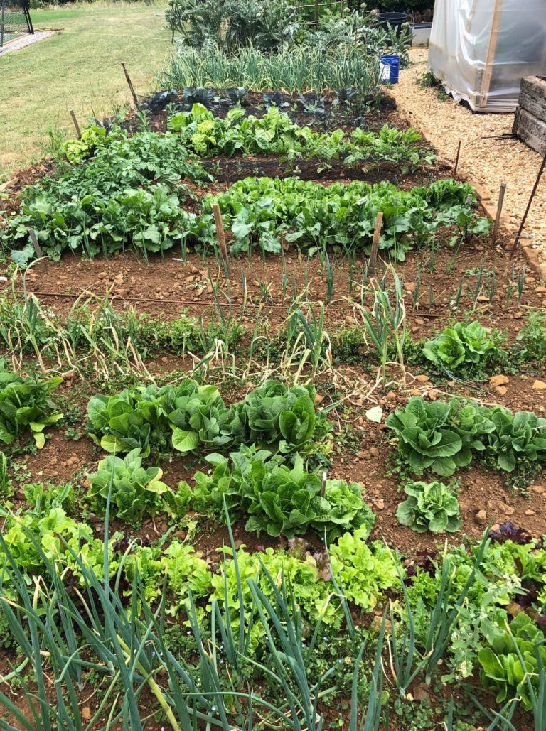 Hamish's vegetable garden