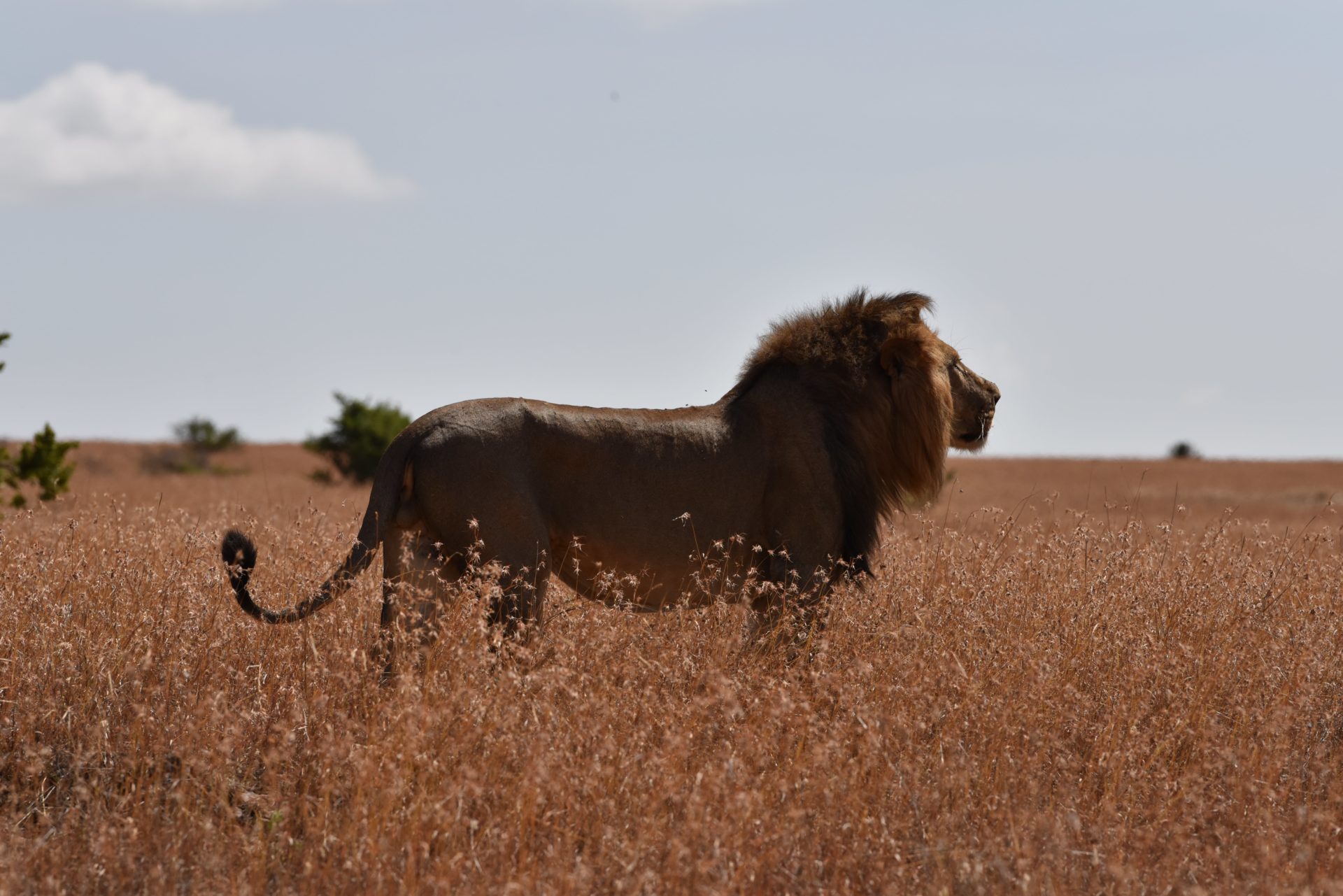 Lion in the wild at Lewa