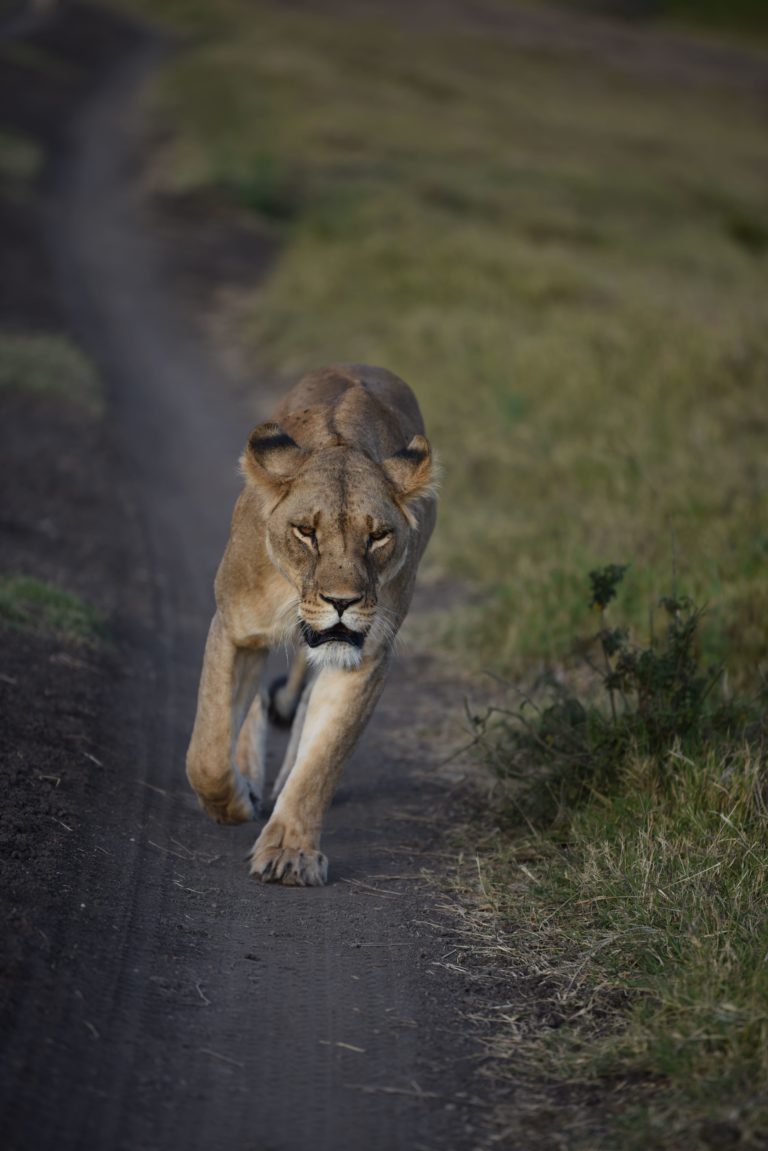 wild lioness at Lewa