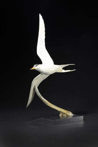 Hamish Mackie's arctic tern