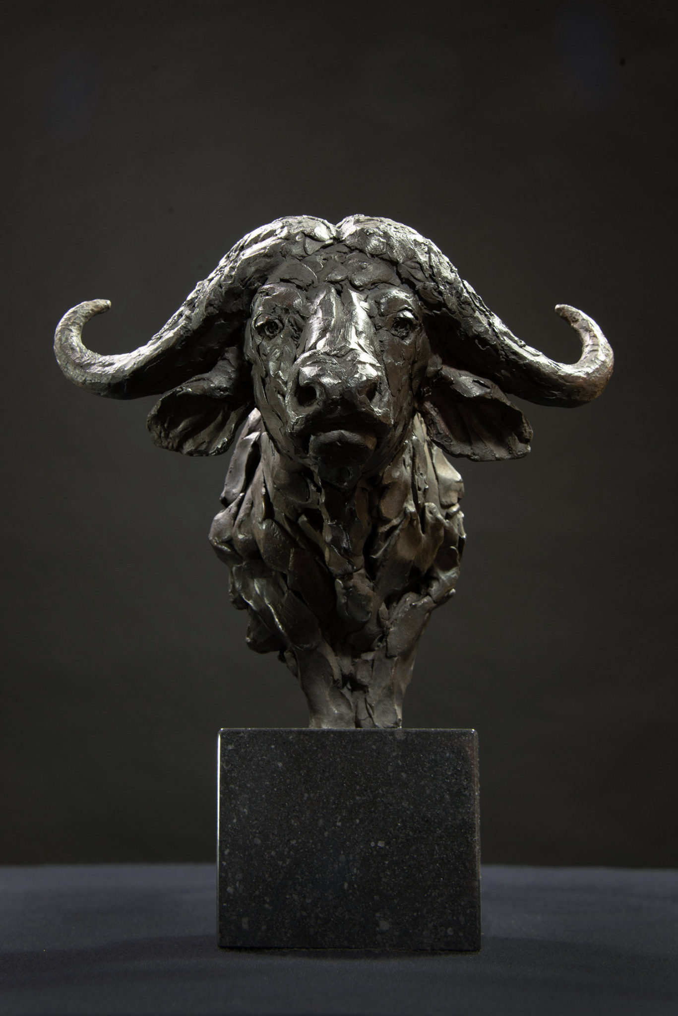 Cape Buffalo Head