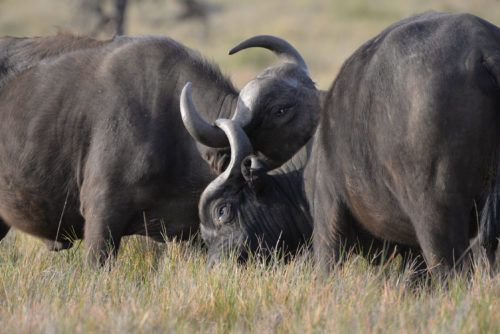 wild Cape buffalo