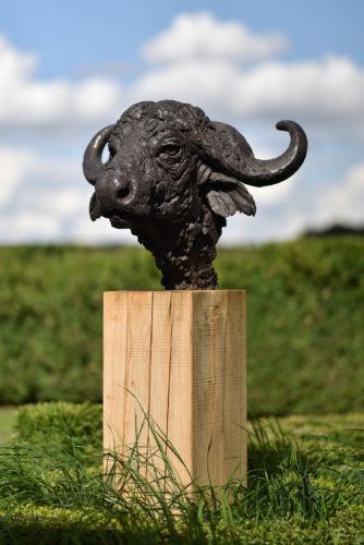 Cape Buffalo Head bronze sculpture