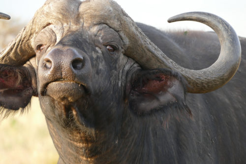 Cape buffalo in the wild