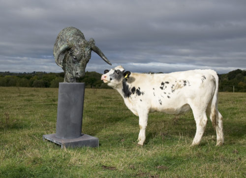 Bull head with real cow in field