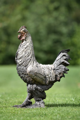 bronze Brahma chicken
