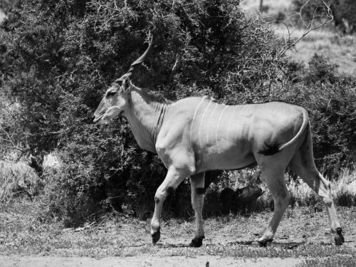 eland in the wild