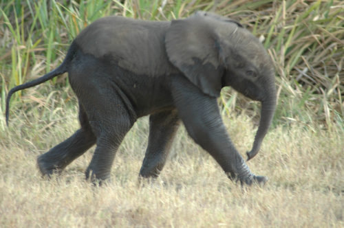 elephant calf in the wild