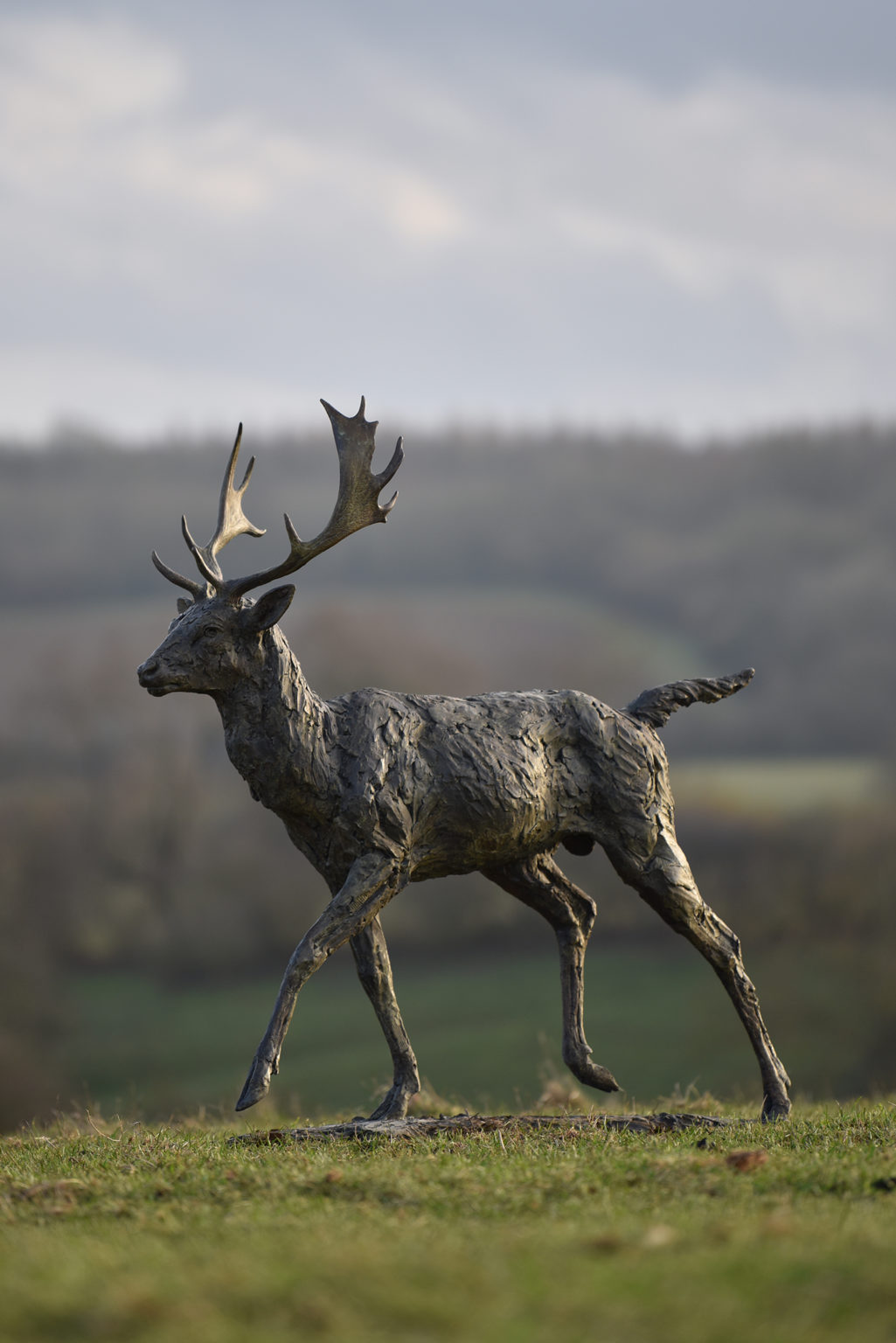 Life size Stag Bronze sculpture by Hamish Mackie