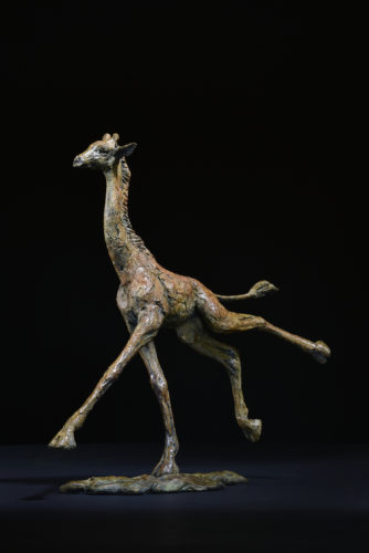 bronze giraffe youngster
