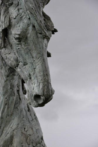 detail of Andalusian Stallion