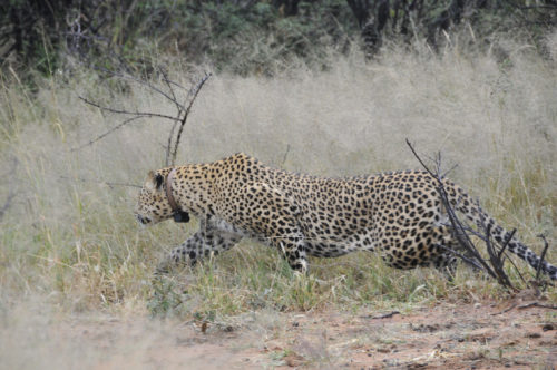 wild leopard stalking prey