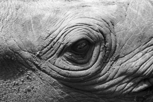 eye of rhino