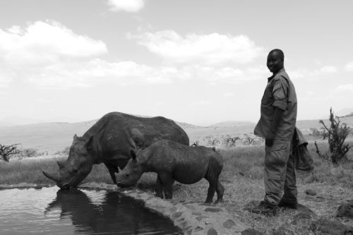 black rhinos in the wild