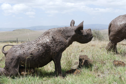 black rhino in wild