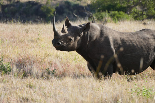 wild black rhino