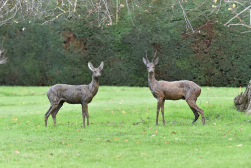 Hamish's sculpture of deer outdoors