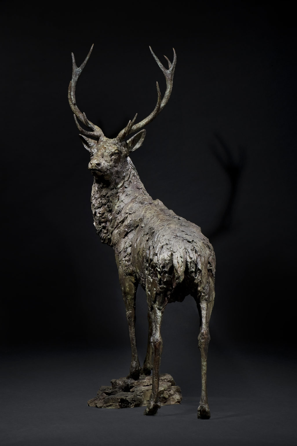 Life size Stag Bronze sculpture by Hamish Mackie