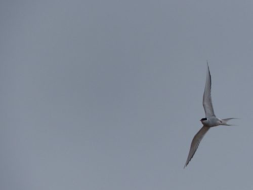 photo of Arctic Tern flying in sky